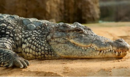 鳄鱼视频,揭秘神秘水下生物的生存智慧