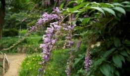 草柳视频,揭秘自然之美与生态和谐